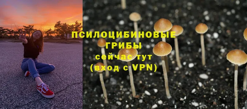 Псилоцибиновые грибы Cubensis  даркнет сайт  Краснообск 